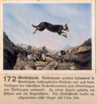 Weltkrieg 1 / World War 1 / Grande Guerre — Meldehund