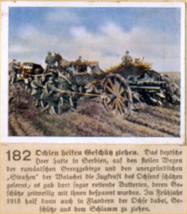 Weltkrieg 1 / World War 1 / Grande Guerre — Ochsen helfen Geschütz ziehen