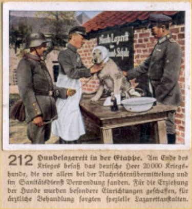 Weltkrieg 1 / World War 1 / Grande Guerre — Hundelazarett in der Etappe